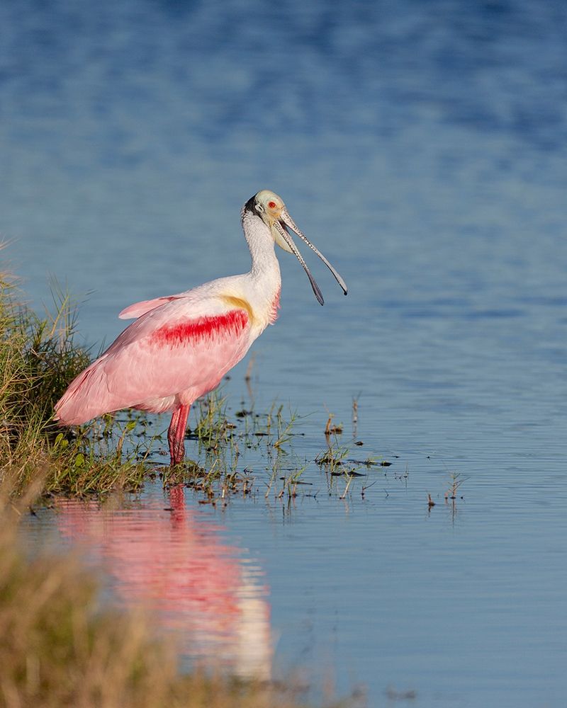 Roseate spoonbill agitated-Merritt island National Wildlife Refuge-Florida-USA